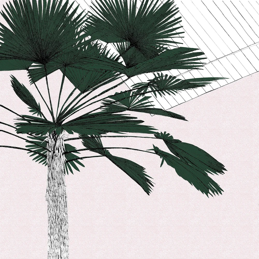 A Green Palms Blush