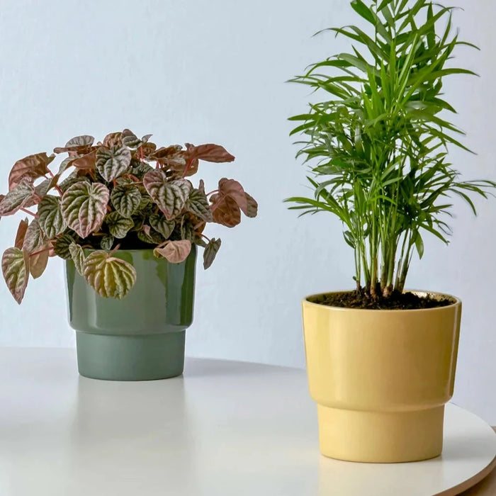two slip cast planters on a white table with plants in. 