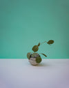 Vase with eucalyptus. Janne Meier Ceramics | Wildflower Pebble Vase | Shop Fodder